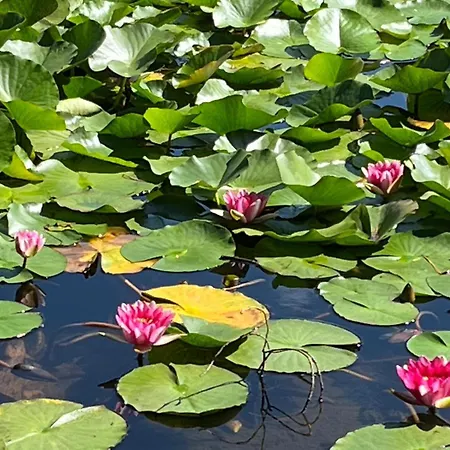 Maison De Jeannette En Pierre Semesterbostad Poggiolo (Corsica)