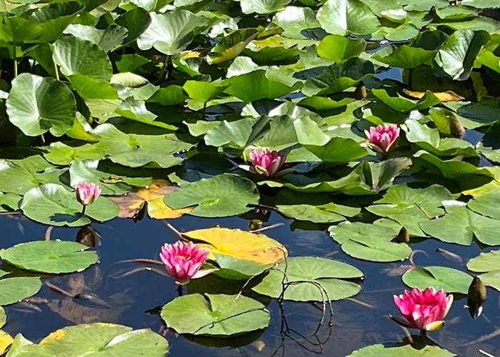 Maison De Jeannette En Pierre Prázdninový dům Poggiolo (Corsica)